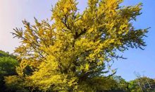 那满山的银杏树