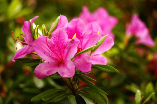Rhododendron在校园里