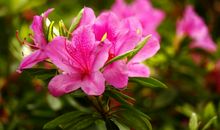 校园里的杜鹃花