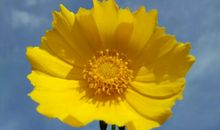 我的文学梦来自语言