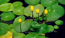 有一种美丽叫简单