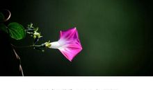 我读懂了花的精神