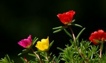 蓬勃而又顽强的生命力