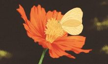 愿，记忆盛开如花