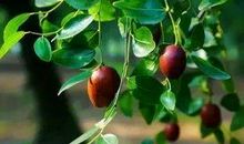 木枣树我的信仰