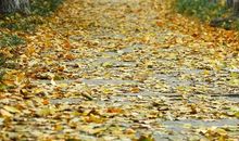 落叶中收获一个朋友