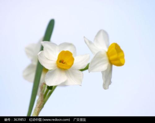 在心脏的瘦的花构成