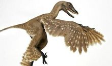 读《中华龙鸟》有感