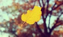 一叶落有时未必知天下秋