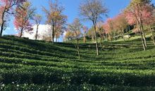 我读懂了花落的声音