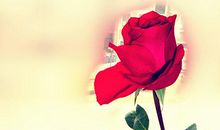 友情是幸福的花——感动校园的一件事