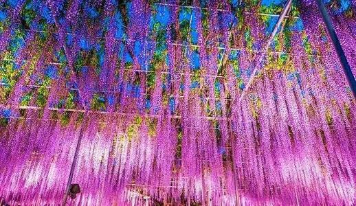 梦想回海花海