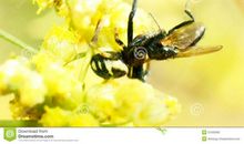 谁说蜘蛛不能飞？