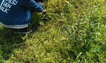 清除名利的杂草