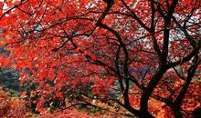 童年如梦往事如烟