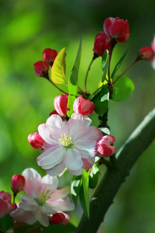 这是春天的花朵