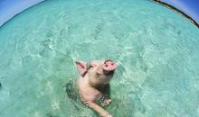 游泳一直感动着我