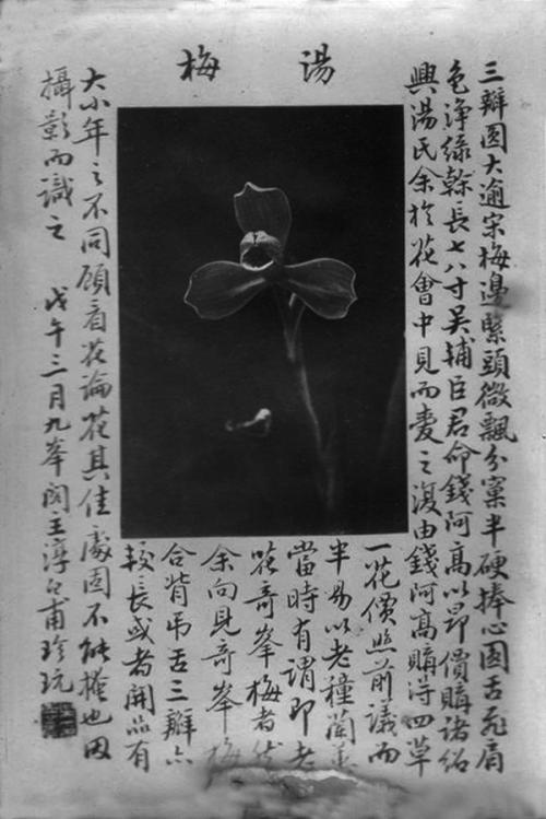 畹香精，垂不错