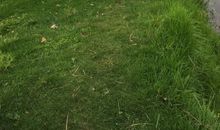 让绿色在家乡蔓延