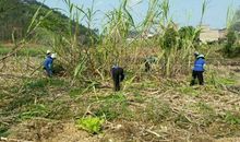 我学会了砍甘蔗