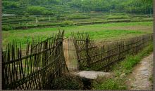 我怀念故乡的篱笆