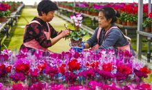 倾听生命的拔节