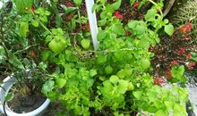 花草世界很精彩