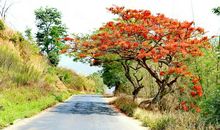 正是花红醉人时