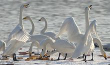 乐于助人的白天鹅