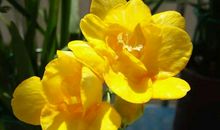 我家盛开文明花