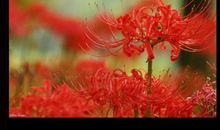 人间四月彼岸花