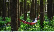 森林城市——我的绿色家园