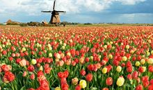 一花独放也美丽