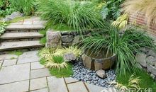 爷爷家后院的小树林