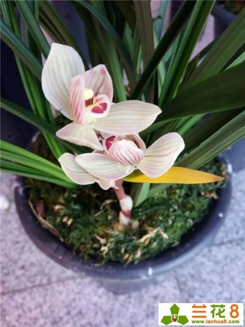 谈谈植物