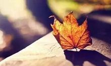 一片落叶的悲剧