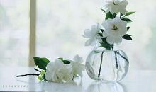 又到栀子花开时