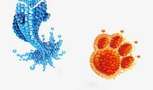 “鱼”与“熊掌”兼得