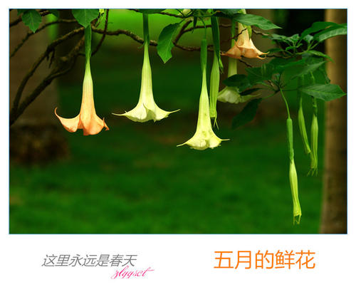 五月的花朵