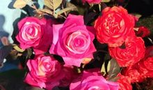 我爱我心中的花