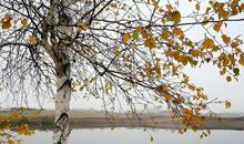 白杨树下的天使