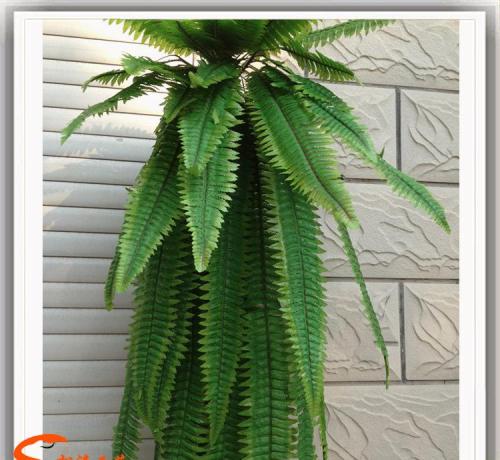 缺少蕨类草