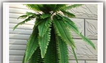 蕨草带来的思念