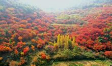 层林尽染遍，红叶漫山坡——寒同山游记