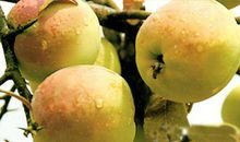 家乡的水甜又甜_450字