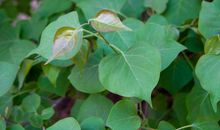 红花还须绿叶衬