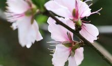 快乐之花处处开