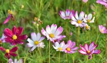 爱在那明媚的春光中