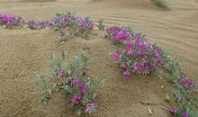 那个行走在黄沙之中的女子