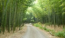 我家乡的那片竹林